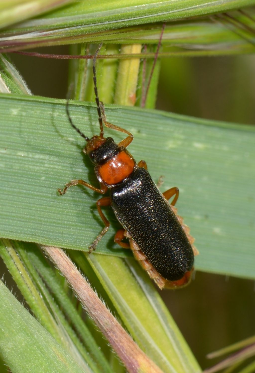 Cantharidae: Cantharis flavilabris